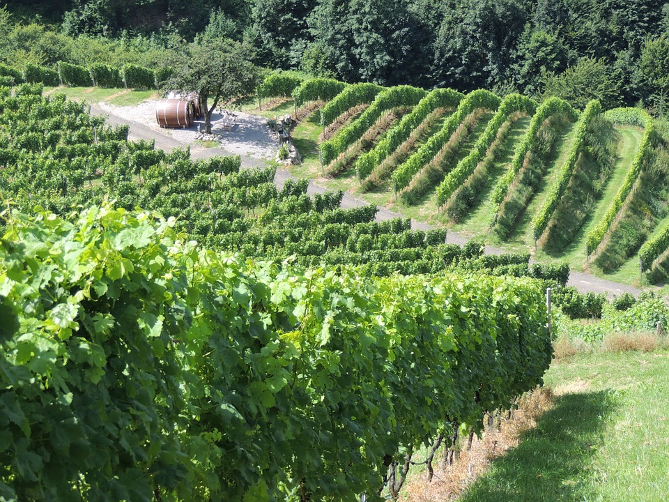 vineyard, wine, vines