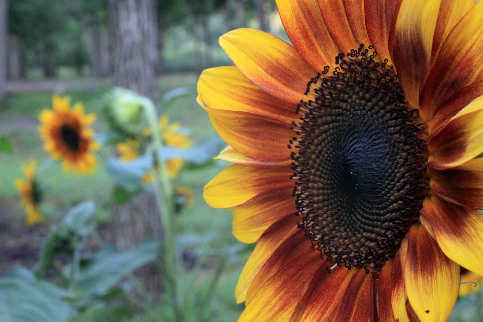 sunflower, petals, profile