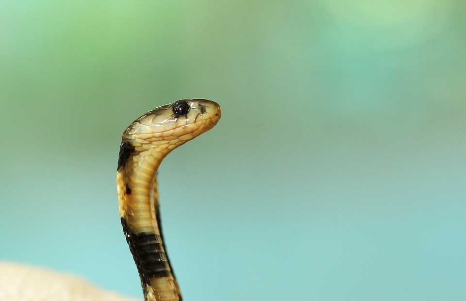 animal, close-up, cobra