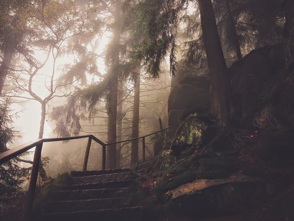 steps, trees, forest