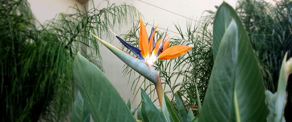 bird of paradise flower, flower, plant