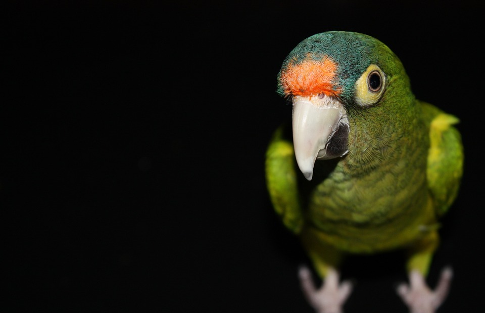 parrot, green, bird