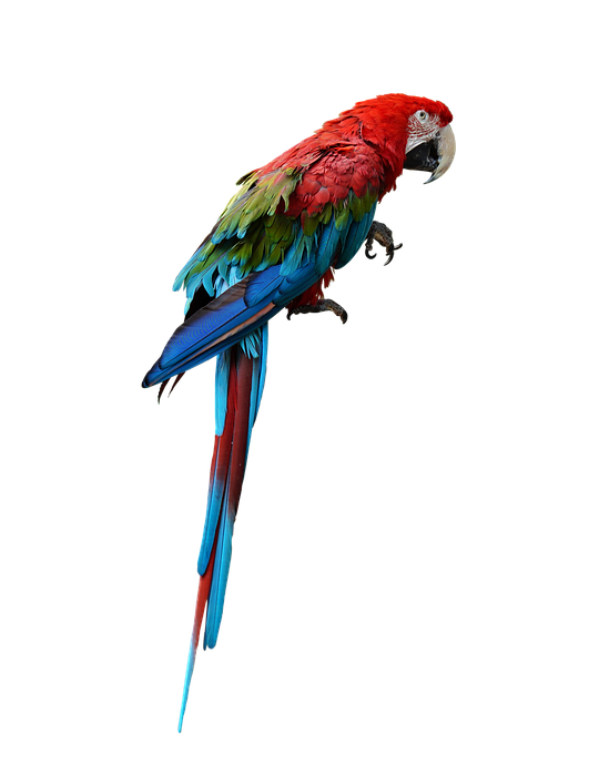 ara, birds, colorful
