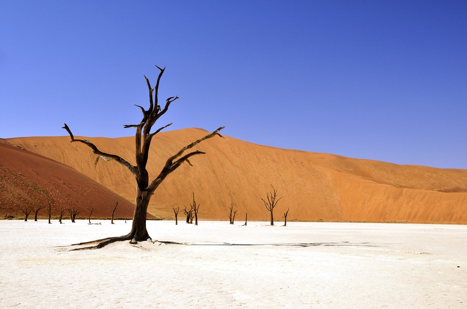 tree, desert, namibia