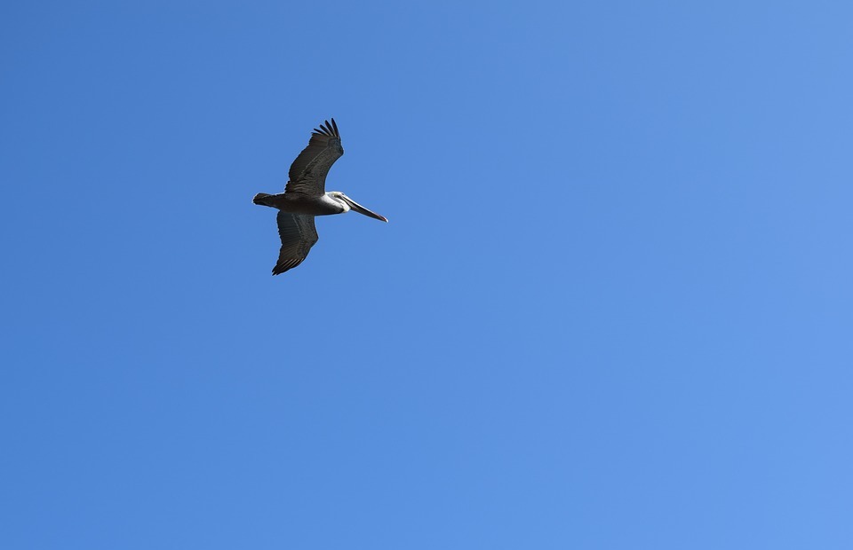 pelican, flying, bird