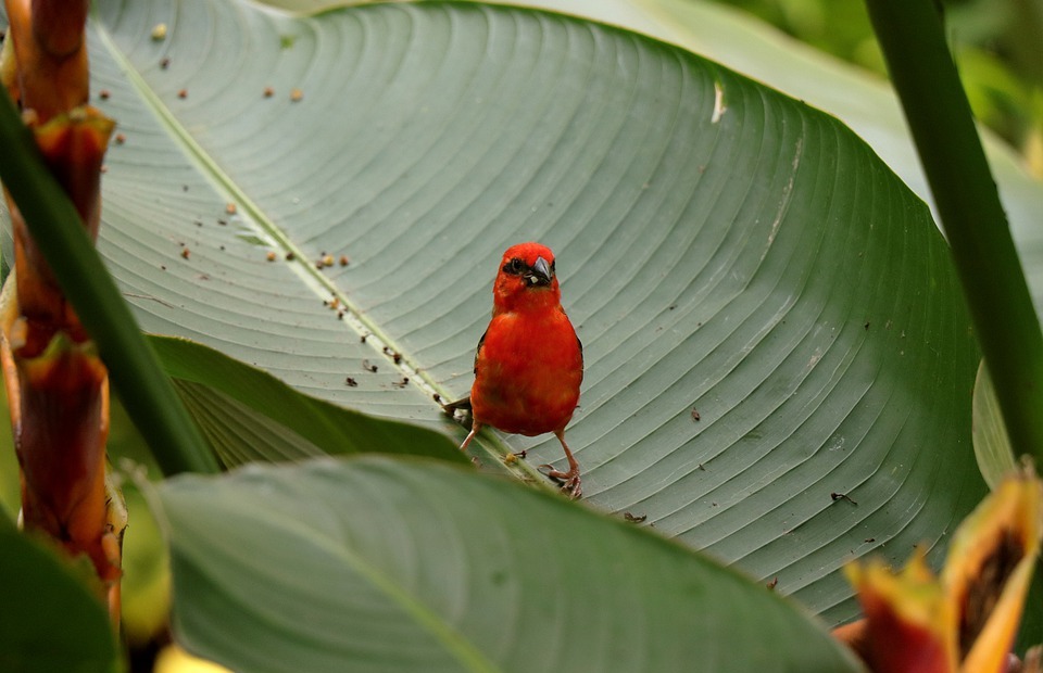 bird, rainforest, exotic