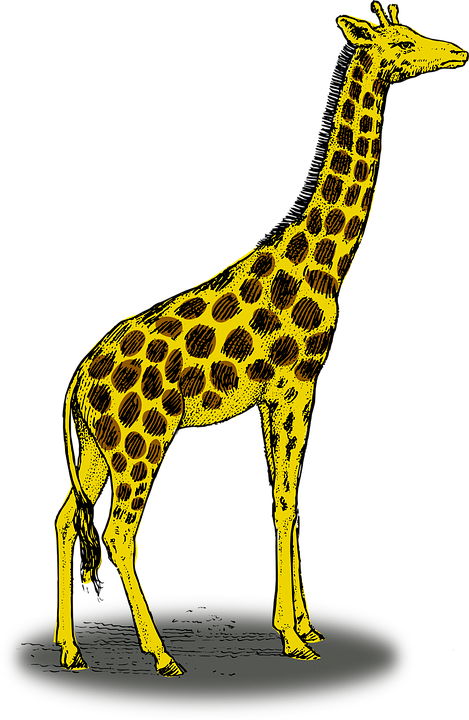 giraffe, wildlife, high