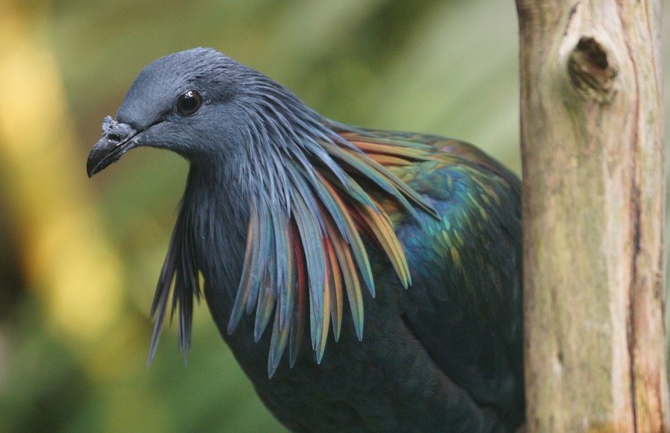 bird, colorful, plumage