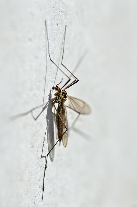 mosquito, nephrotoma appendiculata, macro