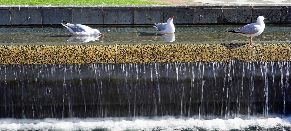fountain, gulls, water