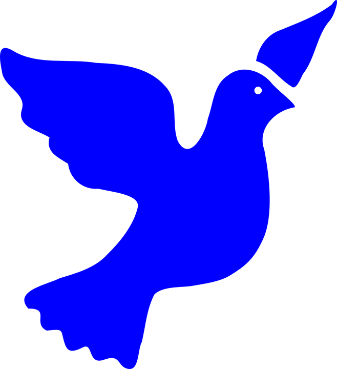 dove, bird, peace