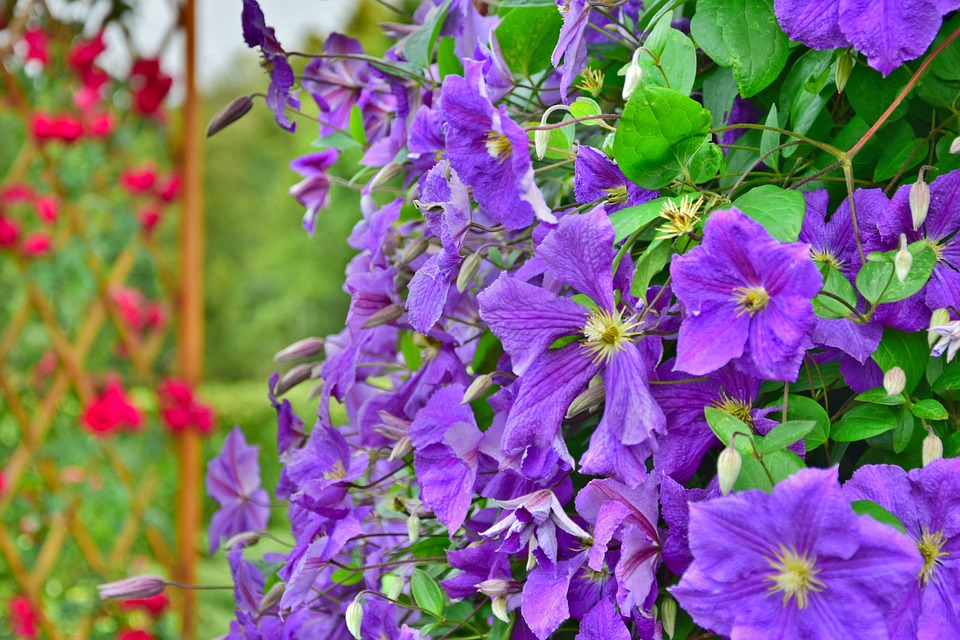 garden, flowers, violet