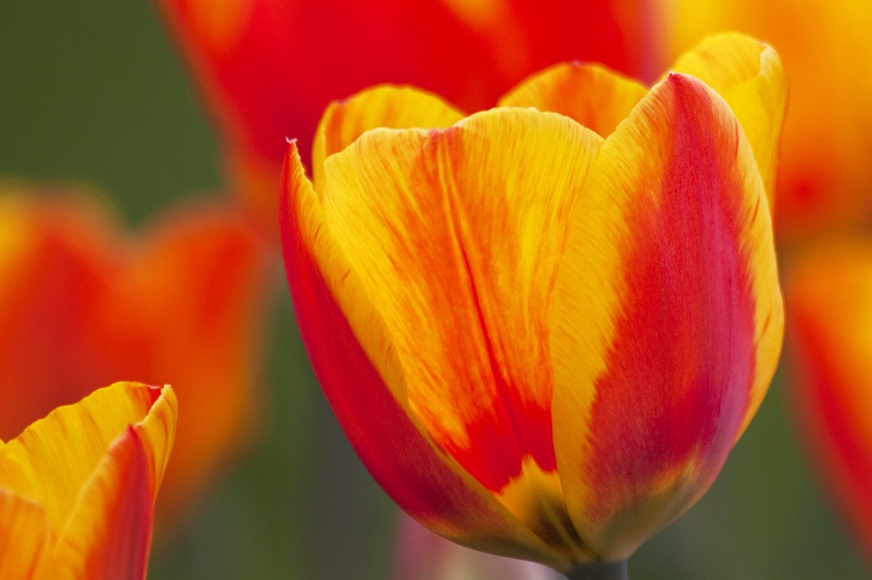 tulip, lily, nature