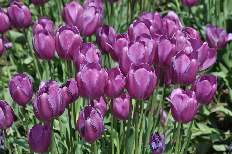 tulips, tulip farm, flowers