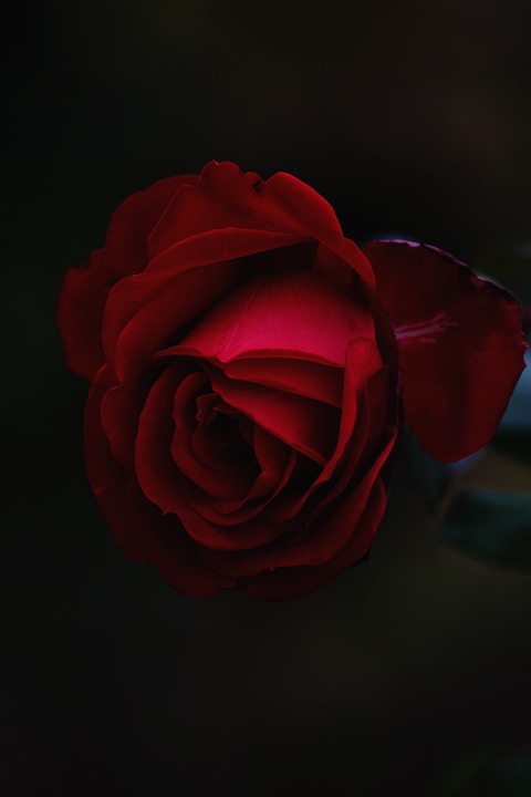 rose, flower, macro