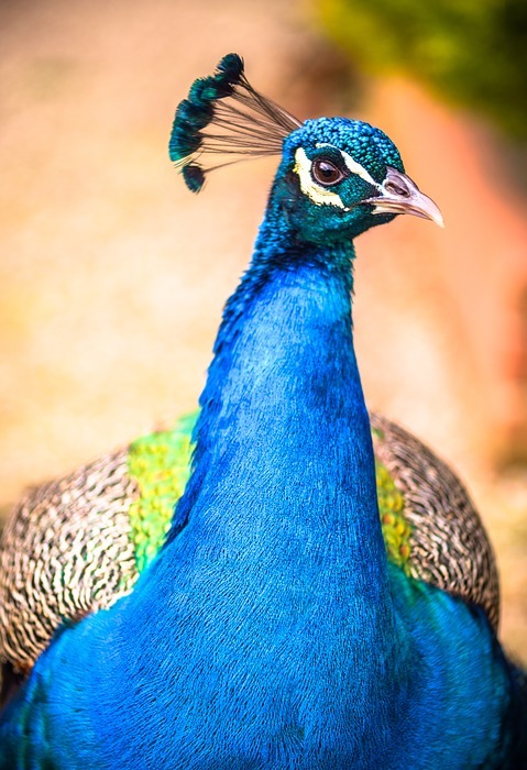 peacock, bird, exotic bird