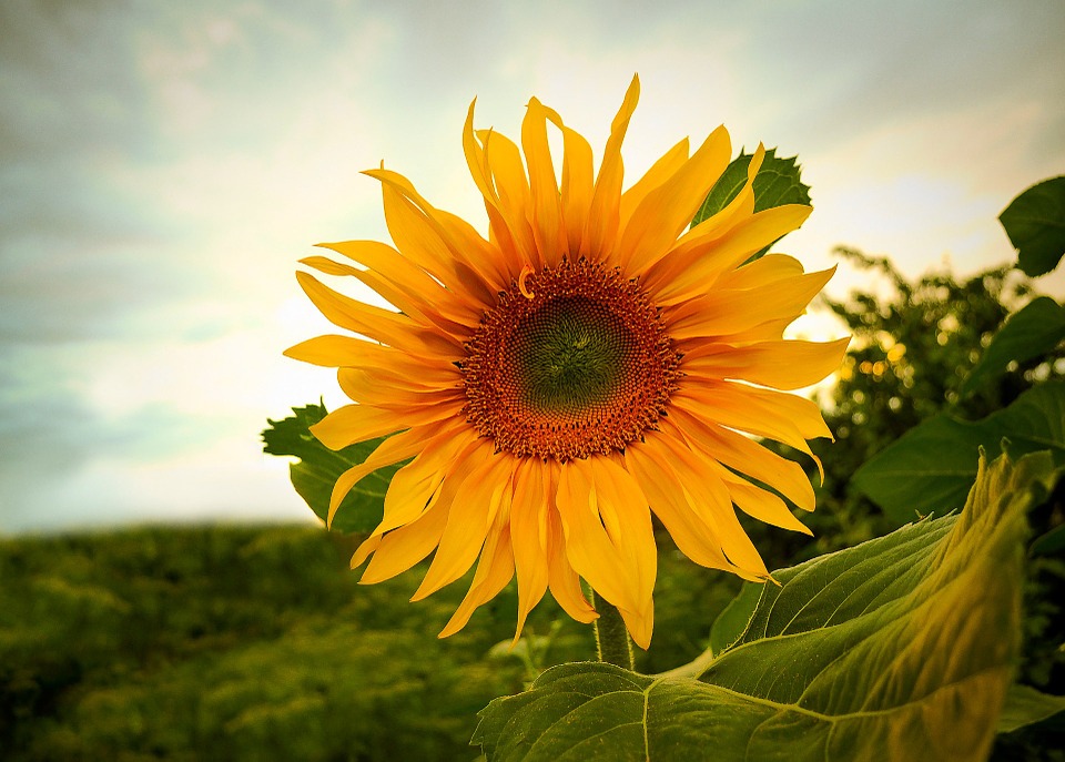 sunflowers, flowers, summer