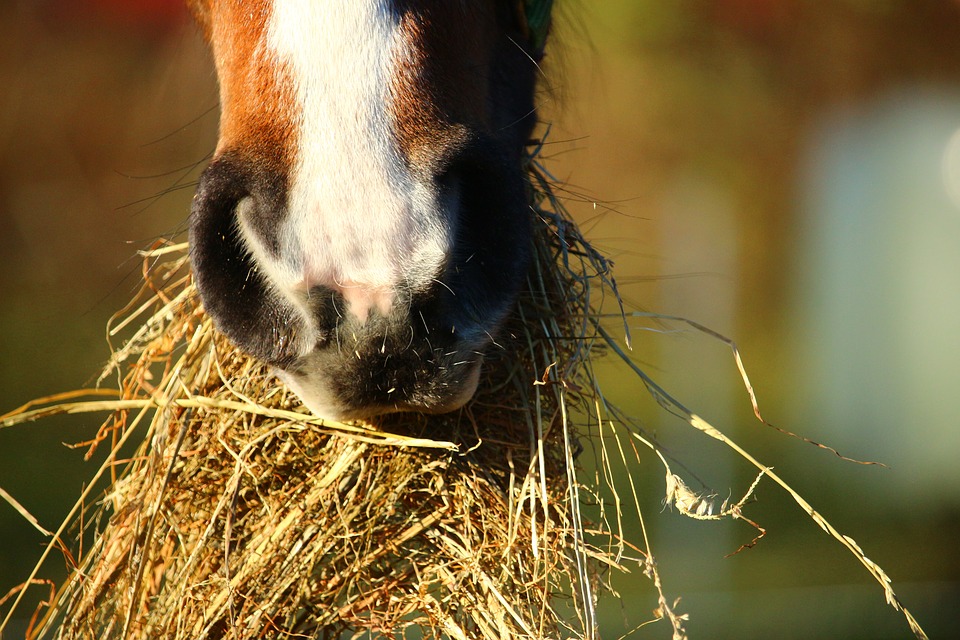 horse, hay, eat