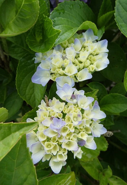 hydrangeas, flowers, blue flowers
