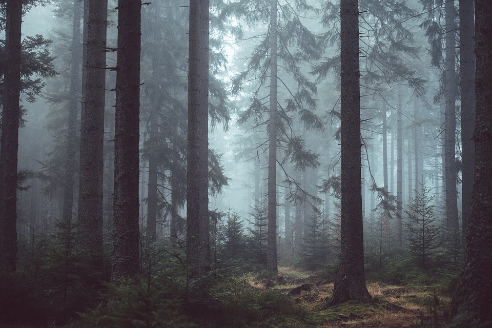 forest, woods, misty
