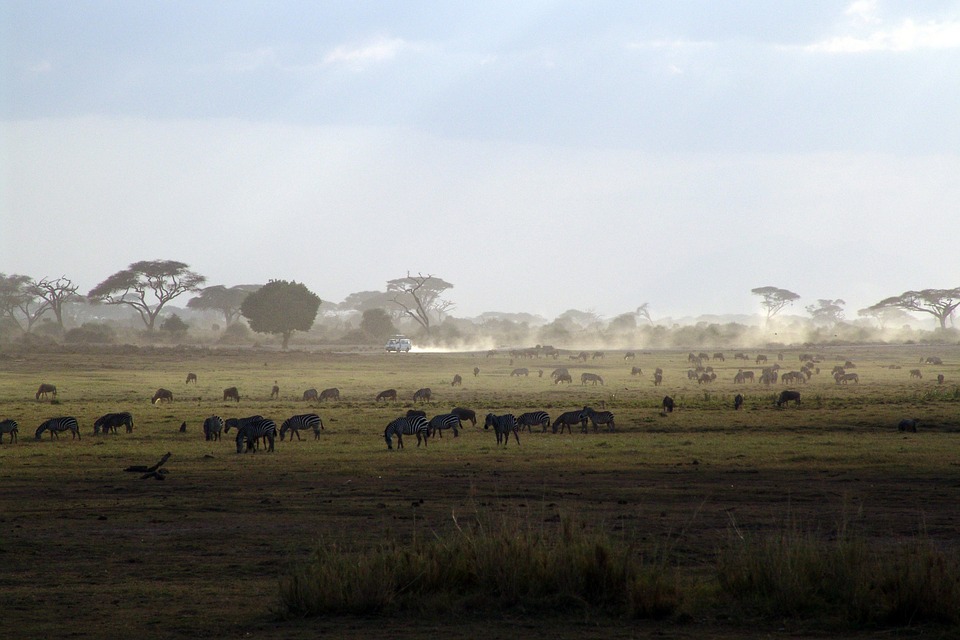 safari, kenya, africa