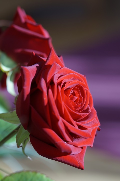 rose, red, red rose