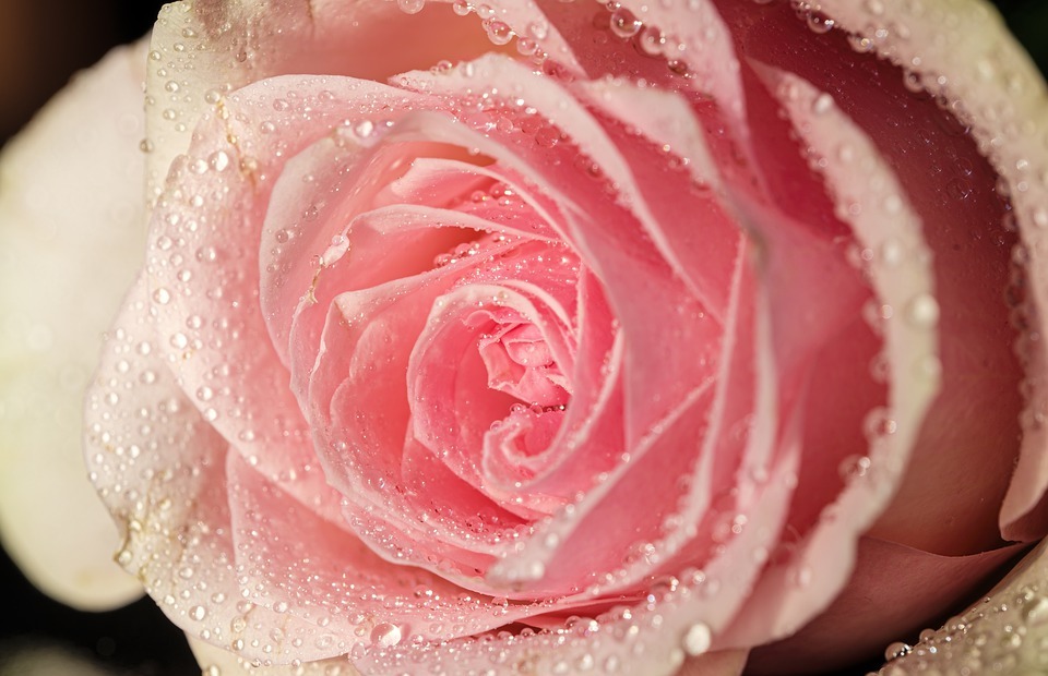 happy mothers day, pink rose, rose