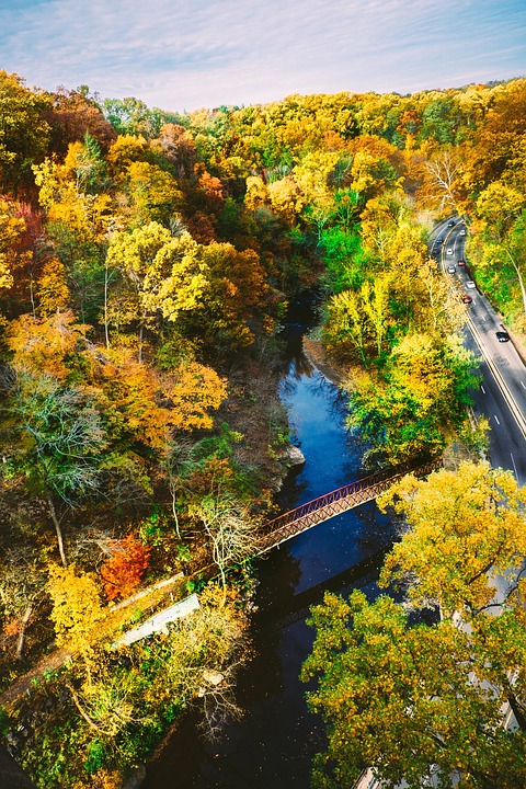 bridge, river, forest