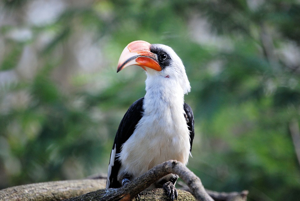 hornbill, bird, tropical
