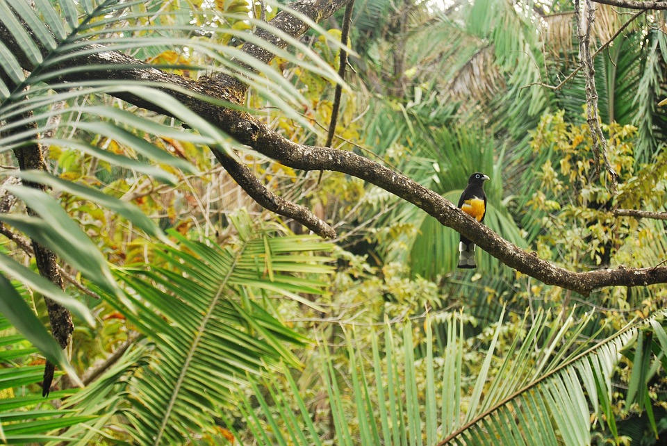 jungle, bird, branch