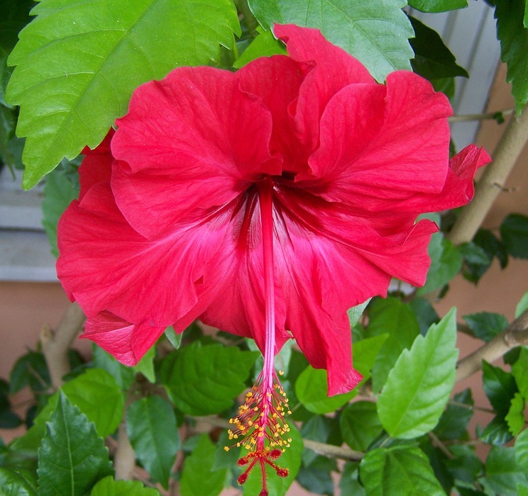 hibiscus, red flower, exotic plant