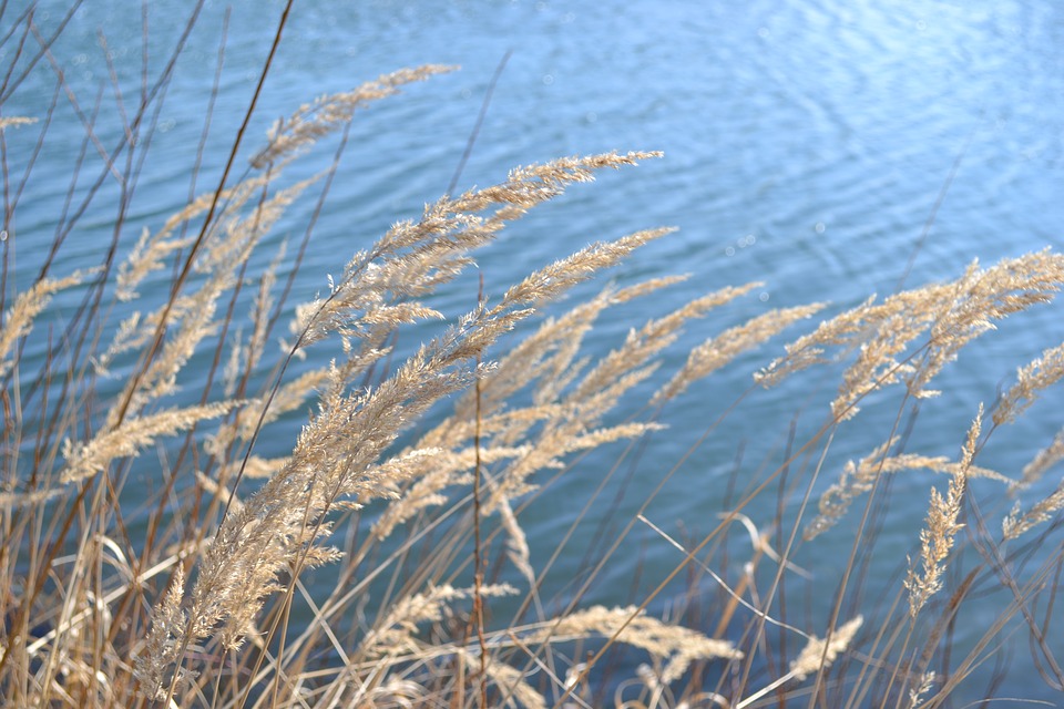grasses, lake, reed