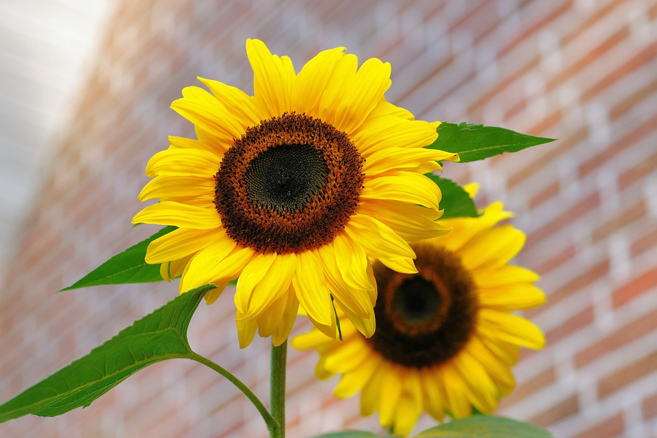 sunflower, flowers, bright