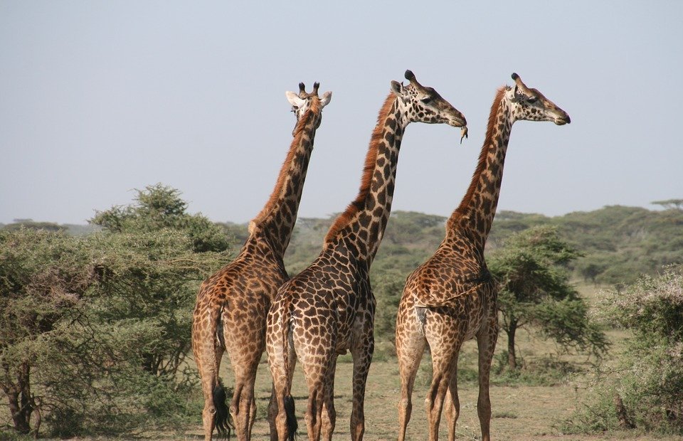 giraffe, africa, tanzania