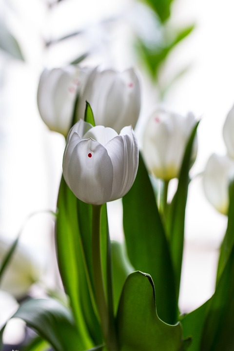 tulips, spring, flower