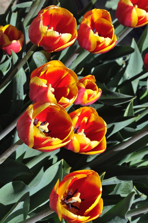 tulip, flower, floral