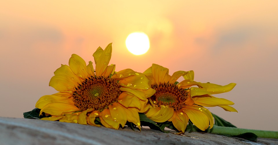 sunflower, east, sun