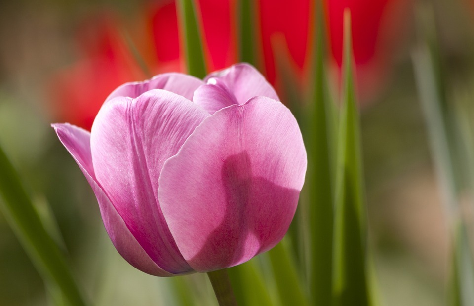 tulip, lily, spring