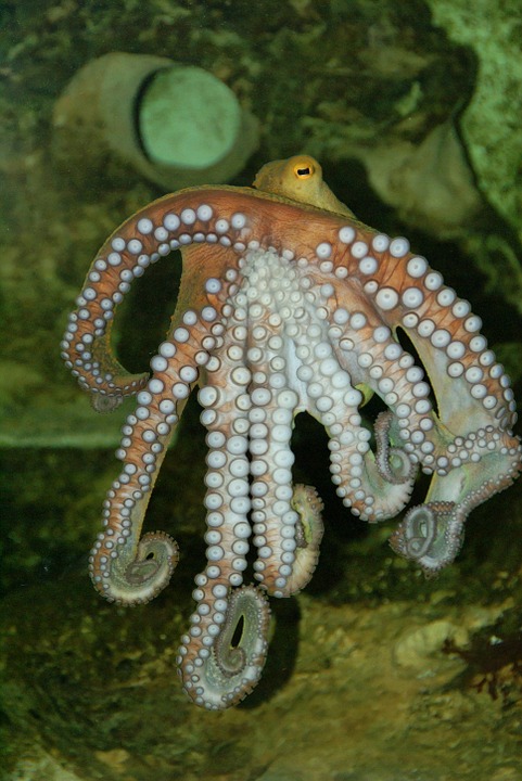 octopus, underwater, meeresbewohner