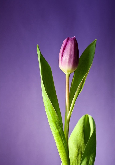 tulip, flower, bloom