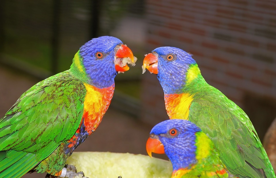 birds, parrots, colorful