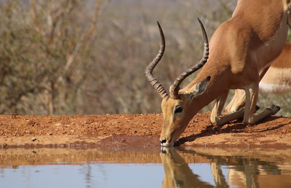 perfect timing, impala drinking water, impala