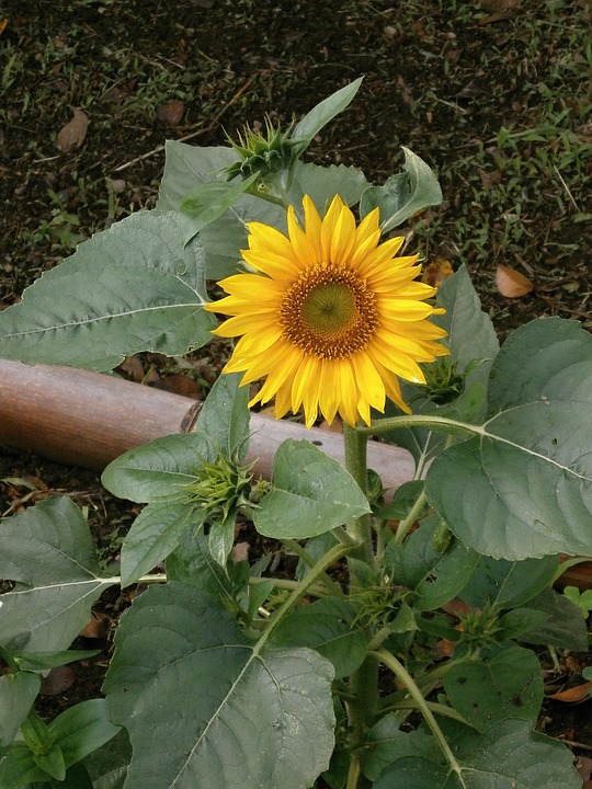 sunflower, summer flowers, yellow flowers