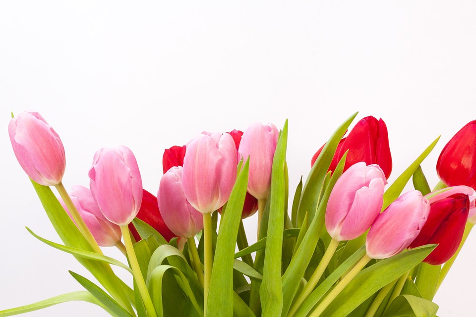 tulips, bouquet, spring