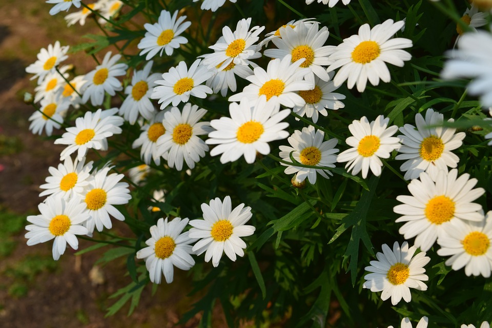 white flowers, small white flowers, small flowers