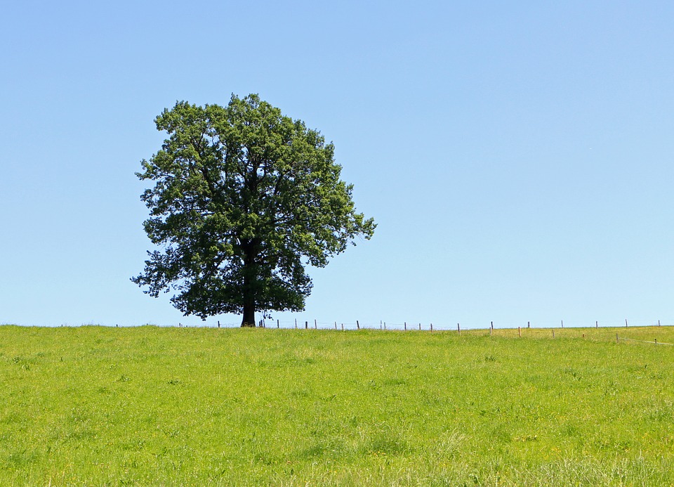 tree, individually, meadow