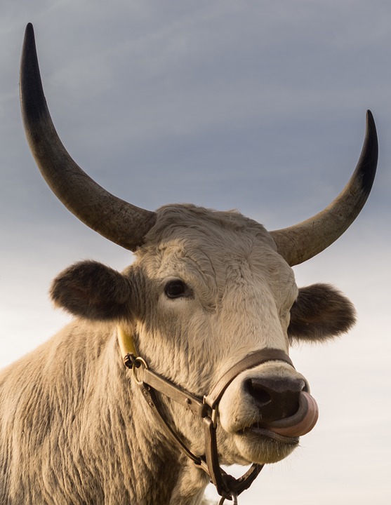 bull, horns, nose