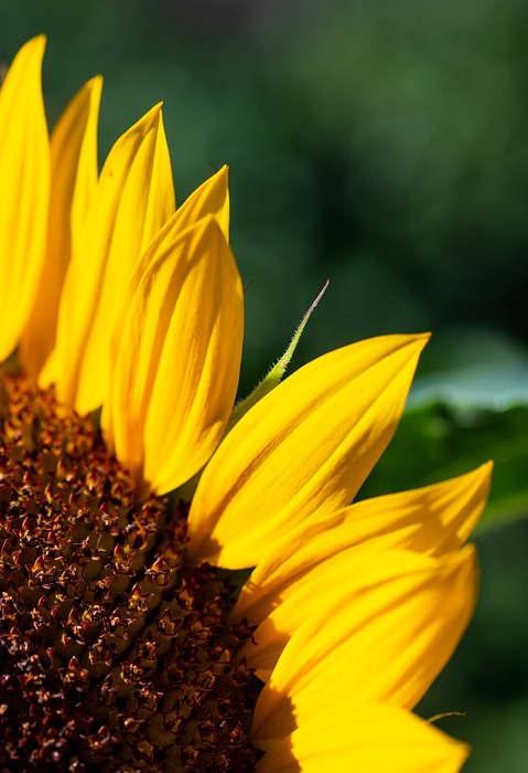 sunflower, petals, detail