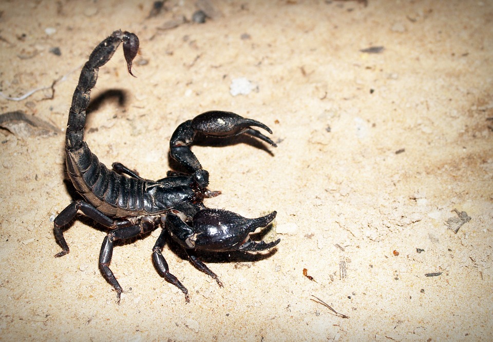 scorpion, deadly, black