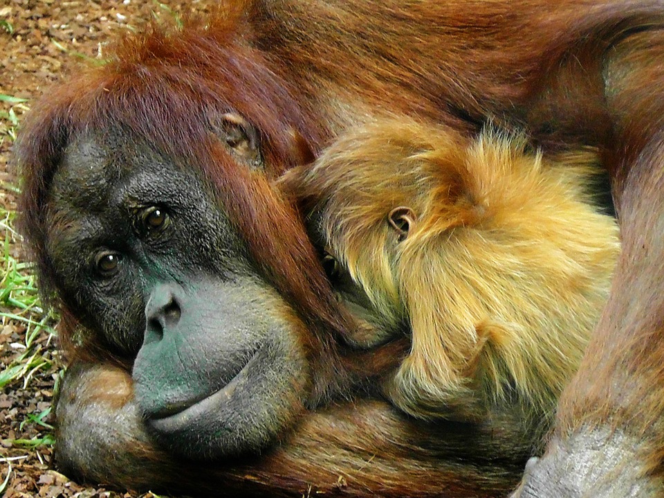 orangutan, monkey, ape